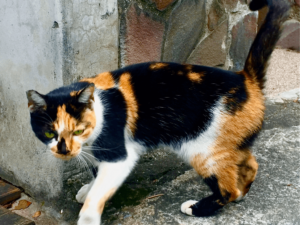 long haired calico cat