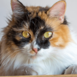 long haired calico cat