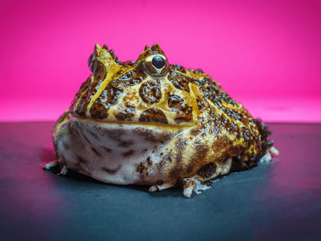 pacman frog