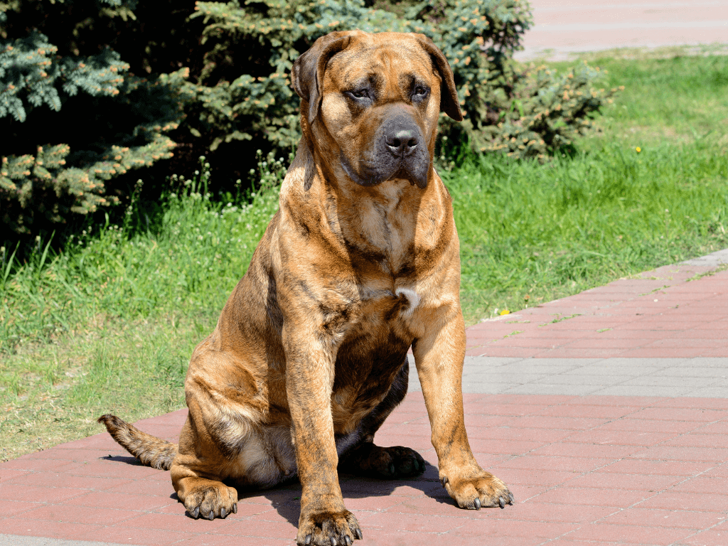 PRESA CANARIO DOGS BREED visual data 2