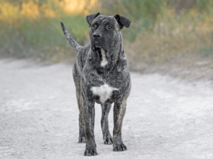 presa canario