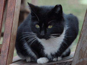 types of Tuxedo Cat