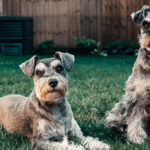 Discover the Best Schnauzer Breeds and Training Tips - Your Ultimate Guide to Schnauzer Care