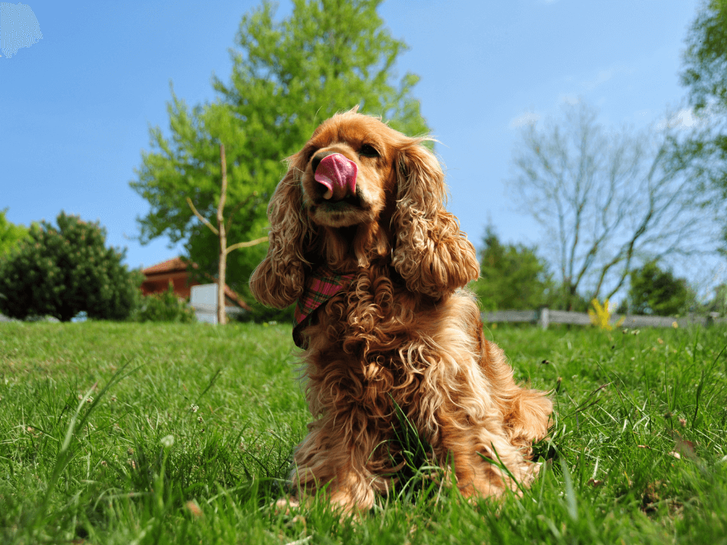 working cocker spaniel age span