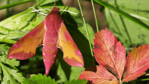 Moth Mimicry