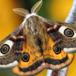 All About Moths: Discover Fascinating Facts and Behavior of These Silent Night Flyers