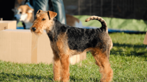 Airedale