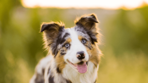 Border Collie Yellow Lab