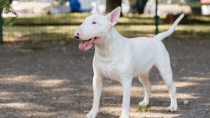 Bull Terrier