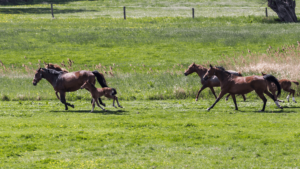 Exercise broodmare