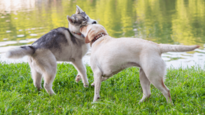 Labrador Husky