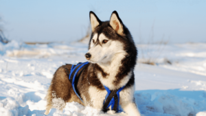 Siberian Husky