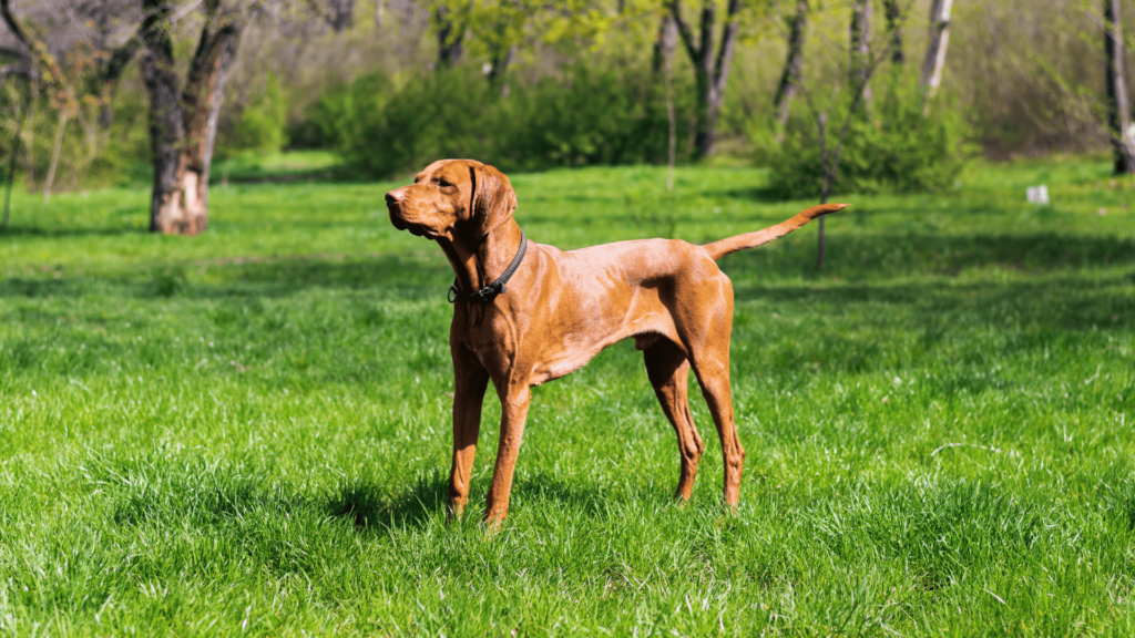 Vizsla Breed