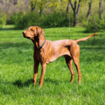 Discover the Majestic Vizsla Breed: A Guide to Training Care and Temperament