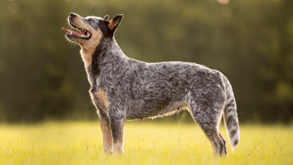 australian cattle dog