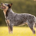 Discover the Versatile Australian Cattle Dog Breed: Learn About Their Characteristics and Training