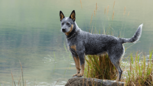 australian cattle dog caracteristic