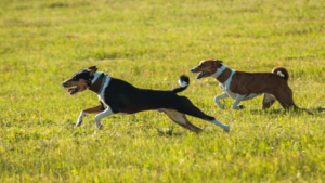 basenji