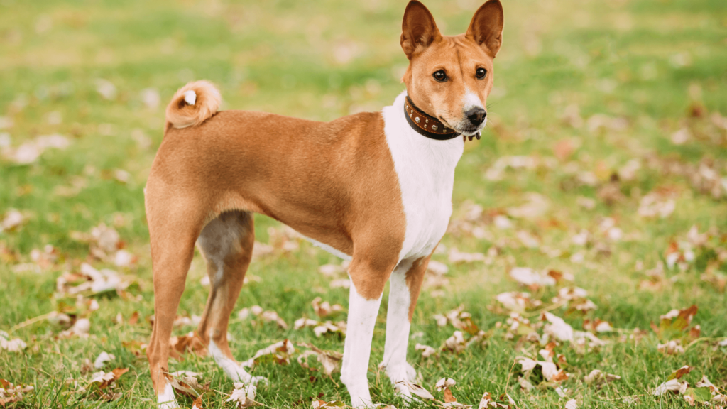 basenji