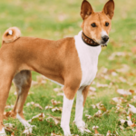 Discover the Unique and Intelligent Basenji Dog Breed: A Guide to Basenji Characteristics Temperament and Care