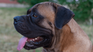 boerboel