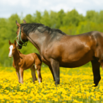 The Ultimate Guide to Broodmare Care: Everything You Need to Know