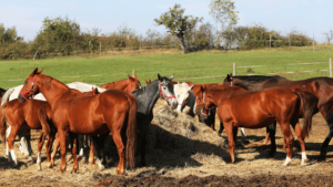 broodmare Nutrition