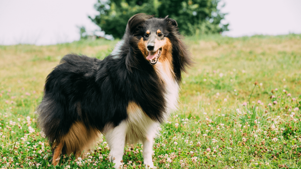 collies