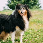 Discover the Beauty and Intelligence of Collies: Unveiling the Perfect Pet Companion