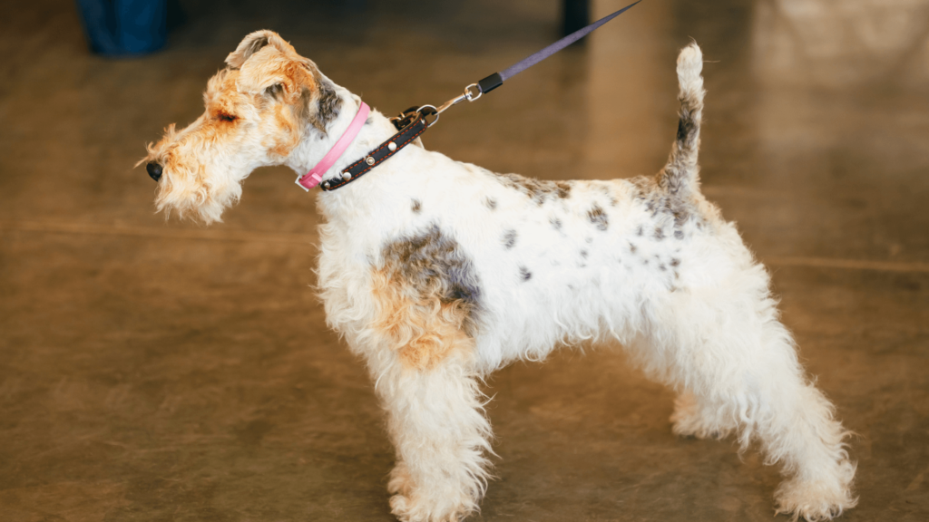 fox terrier