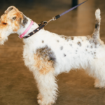 Discover the Charming Fox Terrier Breed: A Guide to Fox Terrier Care Training and Characteristics