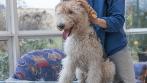 fox terrier care