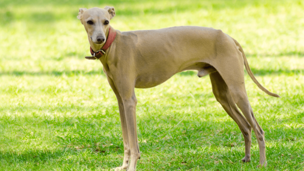 italian greyhound