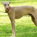 The Ultimate Guide to Italian Greyhound: Everything You Need to Know