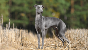 italian greyhound charectiristics