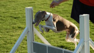 italian greyhound training