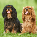 Discover the Charm of King Charles Spaniel - The Ultimate Guide and Breed Information