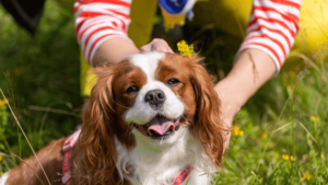 king charles spaniel training