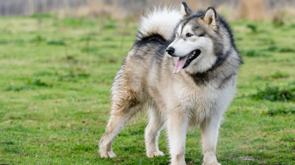 malamute