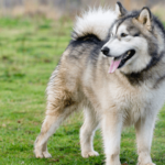 The Malamute Breed: A Comprehensive Guide to Training Care and History