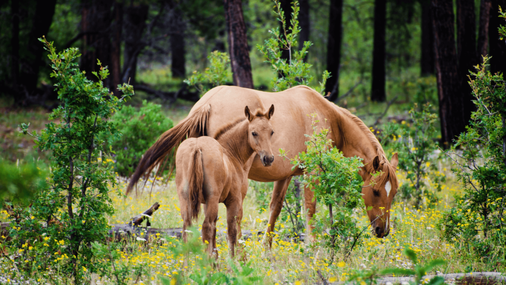 sorrel horse