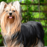 Discover the Best Terrier Breeds for Your Family - A Comprehensive Guide