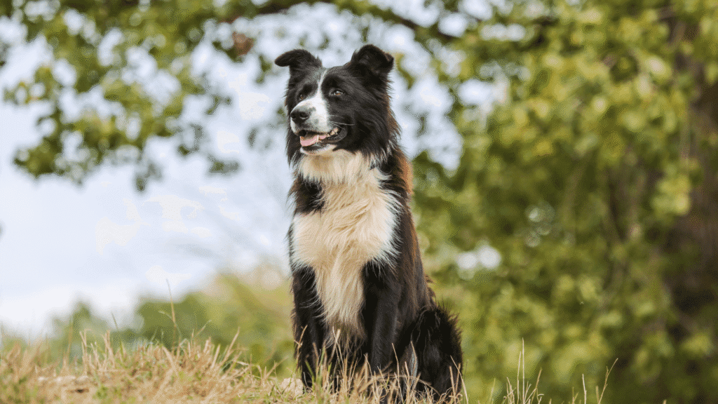 Border Collie dog