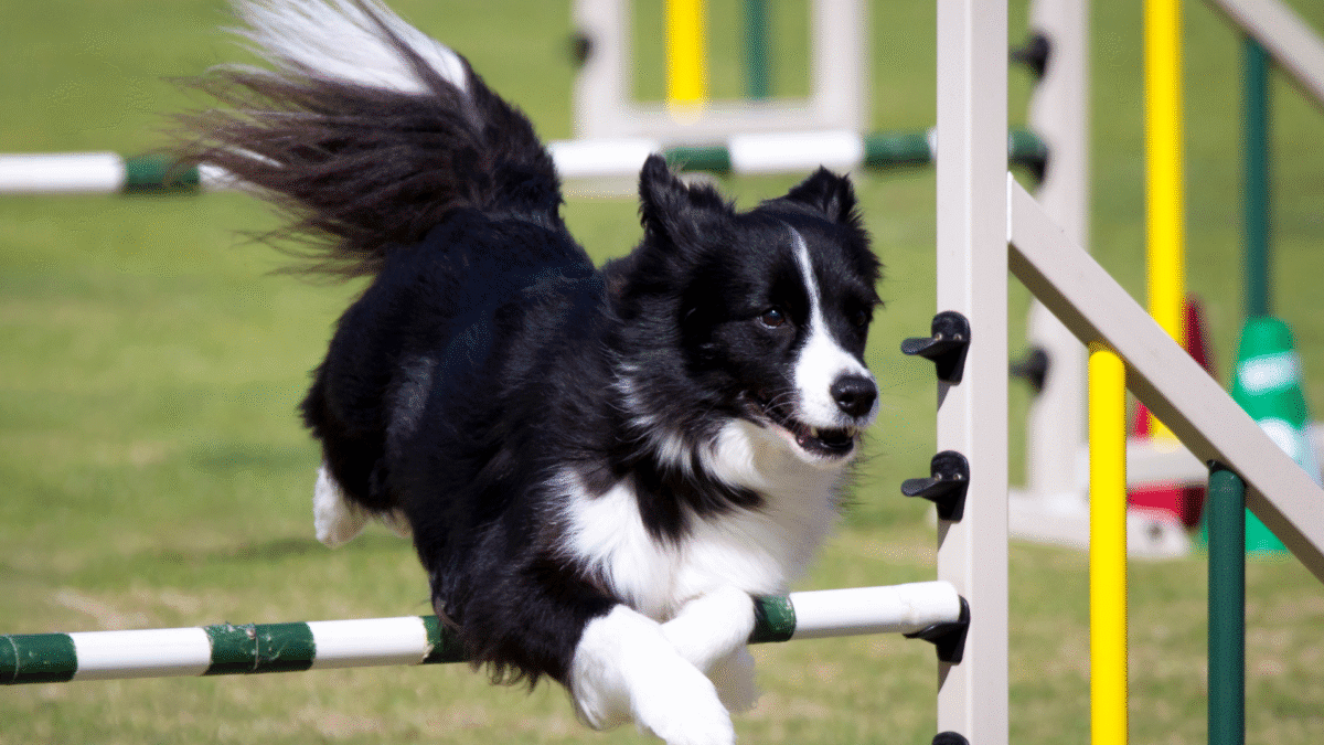 Border Collie playing