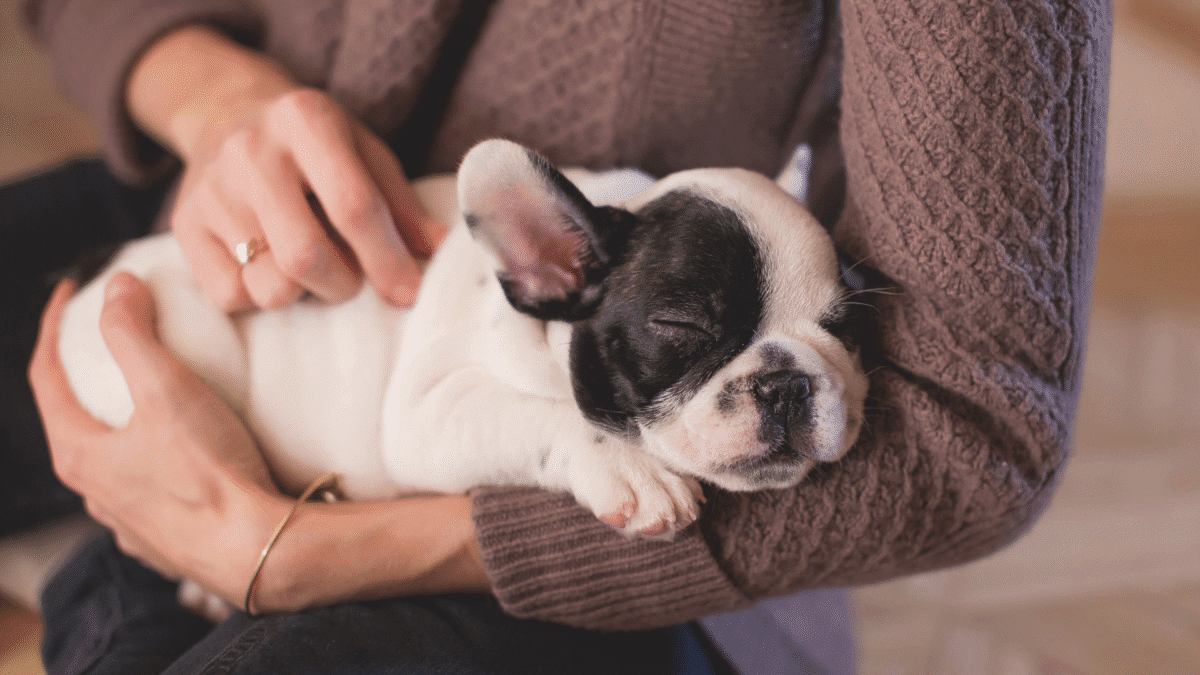 french-bulldog-with-owner.jpg