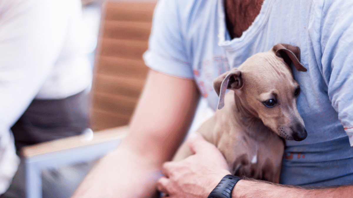 italian-greyhound-with-owner.jpg